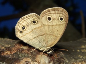 little_wood_satyr_09